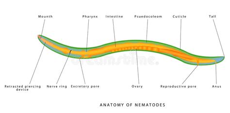 Flatworm Anatomy Stock Illustrations – 140 Flatworm Anatomy Stock Illustrations, Vectors ...