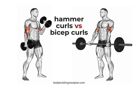 Hammer Curls vs Bicep Curls Cover in 2022 | Hammer curls, Bicep curls ...