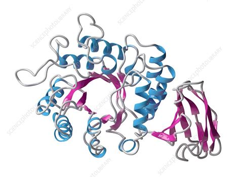 Alpha-galactosidase enzyme molecule, illustration - Stock Image - F019/2165 - Science Photo Library