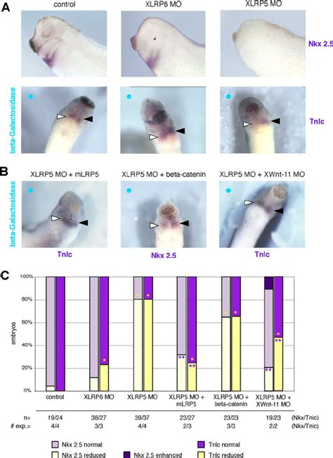 XLRP5/6 regulate heart development. (A) Knockdown of XLrp5 and XLrp6... | Download Scientific ...