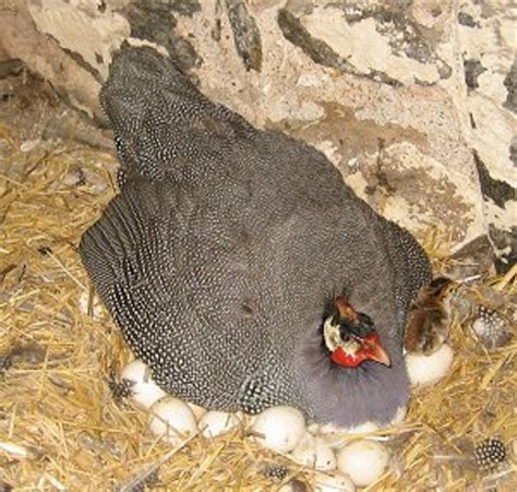 The Guinea Fowl – Interesting Facts and Information | Owlcation