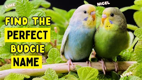 Budgie Names | Perfect Budgie Names | 50+ Budgie Names - YouTube