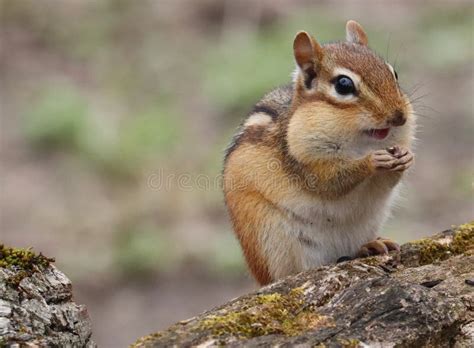 Chipmunk portrait on a log stock photo. Image of portrait - 186753118