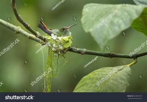 Rufous-Tailed Hummingbird Sitting On A Nest Stock Photo 529565776 : Shutterstock