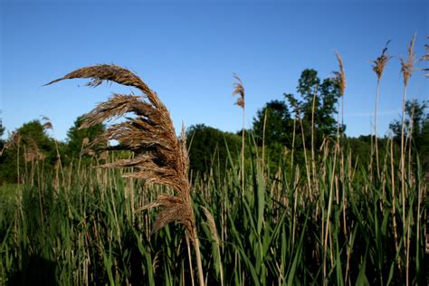 Bulrushes Free Stock Photo - Public Domain Pictures