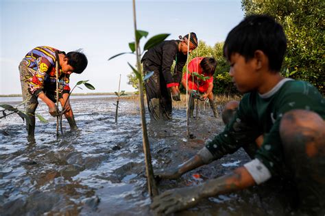 Why are mangroves important to the environment? | World Economic Forum