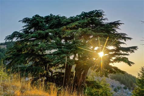 Travel To The Cedars Of God Lebanon | The Best Choise