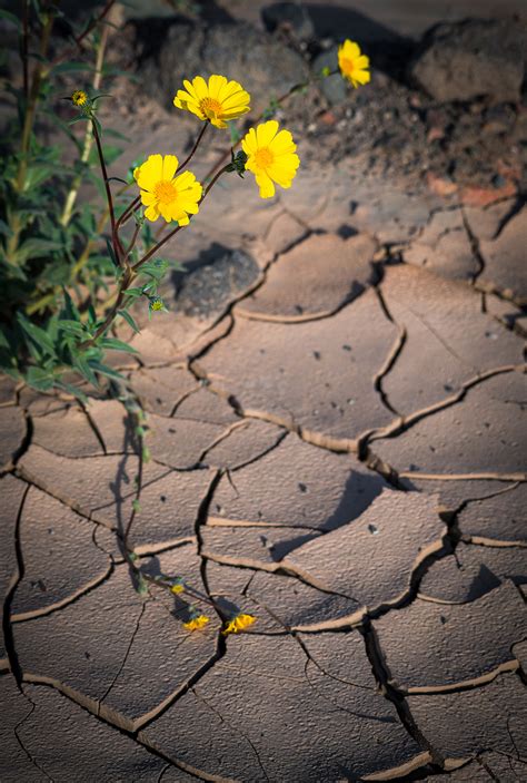 Super Bloom at Death Valley National Park - Travel Caffeine