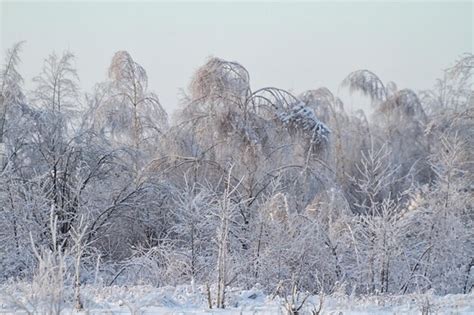 Premium Photo | Beautiful winter forest