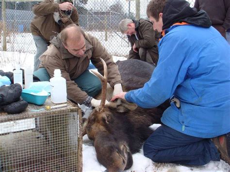 Nova Scotia wildlife officers looking for endangered mainland moose poachers - The Globe and Mail