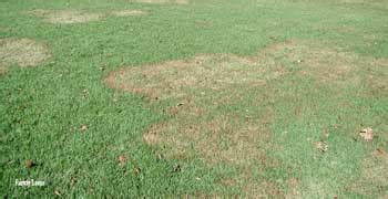 Bermudagrass Diseases and Disorders