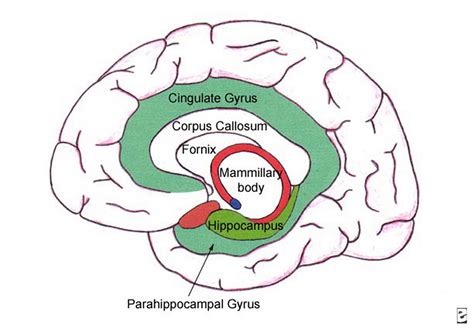 Parahippocampal Gyrus