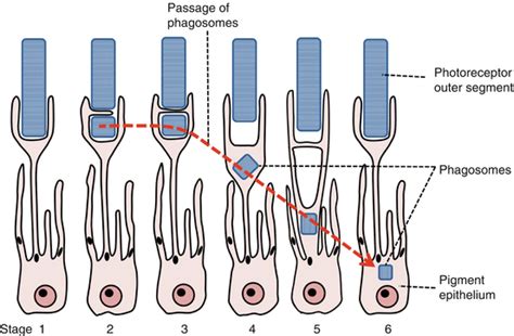 The Retinal Pigment Epithelium | Ento Key