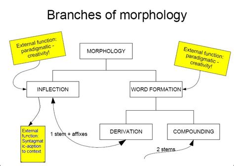 Morphology