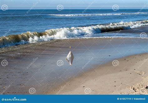 Plaice on fishing rod stock image. Image of ocean, fish - 61557719