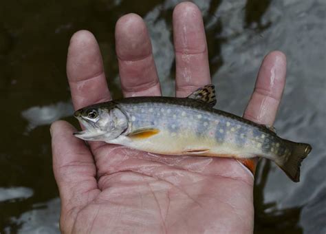 Everything You Need to Know About Brook Trout Spawning Behavior ...