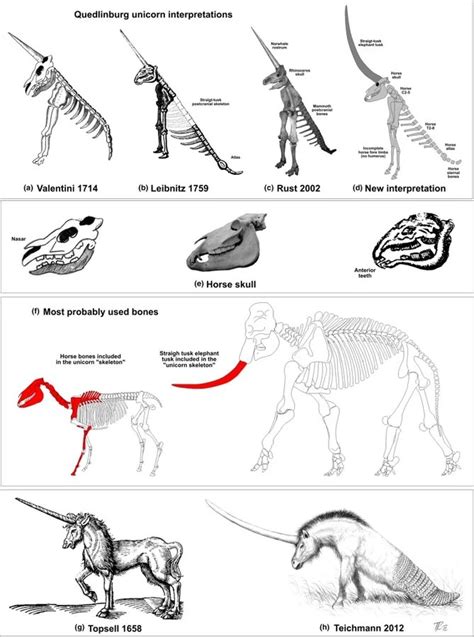 The Magdeburg Unicorn – The Worst Fossil Reconstruction Ever – amazingsportsusa.com