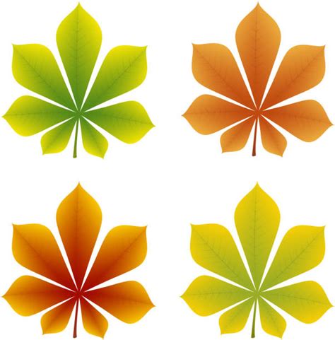 Top 60 Buckeye Leaf Clip Art, Vector Graphics and Illustrations - iStock