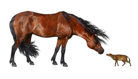 Ancient Warming Shrunk Horses to Housecat Size | Live Science