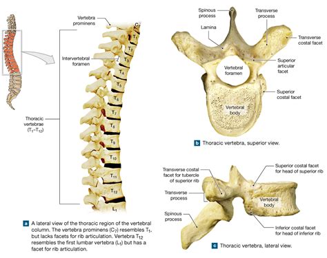 7.6: The five vertebral regions—cervical, thoracic, lumbar, sacral, and ...