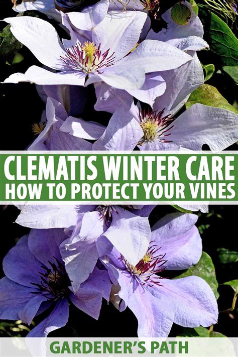 Winter Care and Protection for Clematis Plants | Gardener’s Path