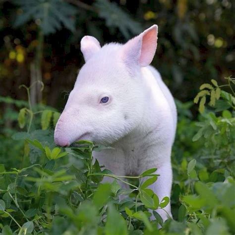 albino Lowland tapir calf | Albino animals, Rare animals, Rare albino ...