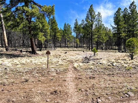 Arizona Trail Passage 28: Happy Jack | Outdoor Project