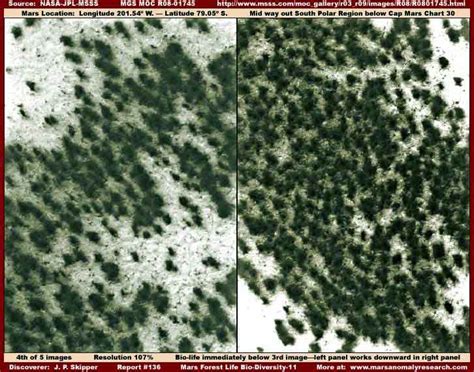 "Nasa photographs 'trees' on Mars", page 1