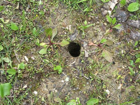 Crawdad hole | Flickr - Photo Sharing!