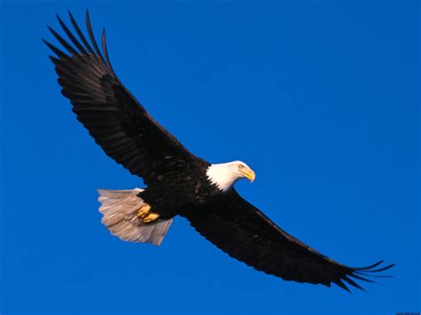 Eagle Soaring High - Wallpaper, High Definition, High Quality, Widescreen