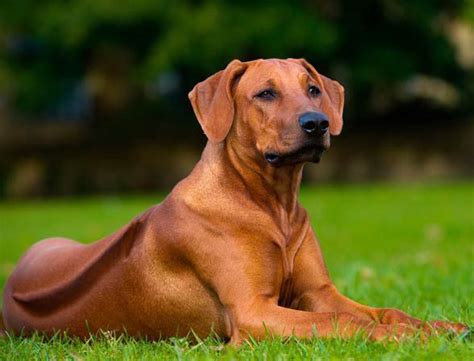 Crestado rodesiano (Rhodesian Ridgeback). | Rhodesian ridgeback dog ...