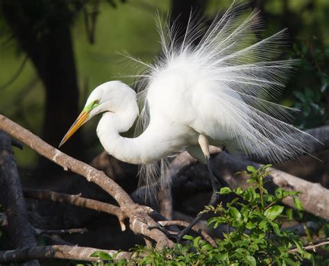 Great Egret | Audubon Texas