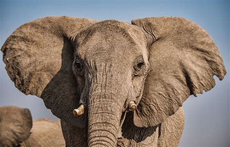 Do You Speak Elephant? | STANFORD magazine