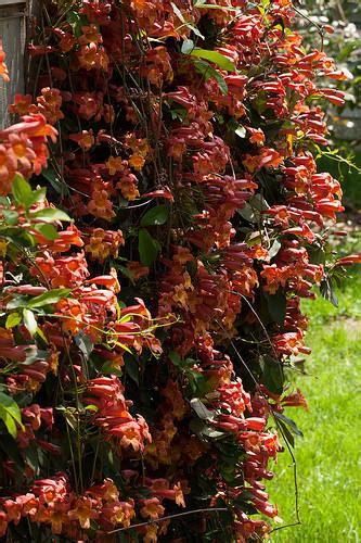 Bignonia capreolata (Crossvine, Cross-Vine, Trumpet Flower) | North Carolina Extension Gardener ...