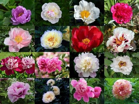 Peony: Flower Types, Pictures, How To Grow and Care | Florgeous | Money tree plant, Plant care ...