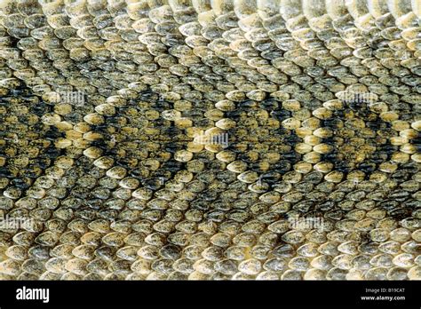 Scale pattern on the back of an adult western diamondback rattlesnake (Crotalus atrox), Texas ...