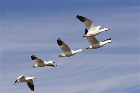 Snow Goose Flock Flying Photograph by Konrad Wothe - Fine Art America