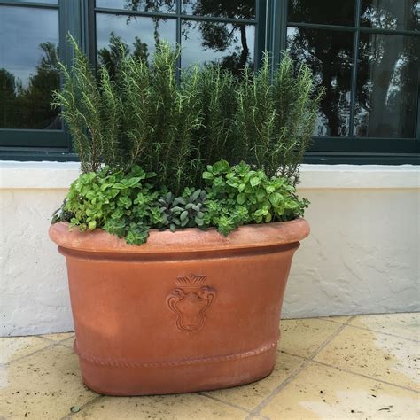 Terracotta planter | Container gardening, Garden, Vines