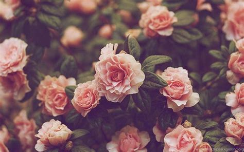 Flowers Wallpapers Tumblr With Quotes – Wallpapers Desktop Background