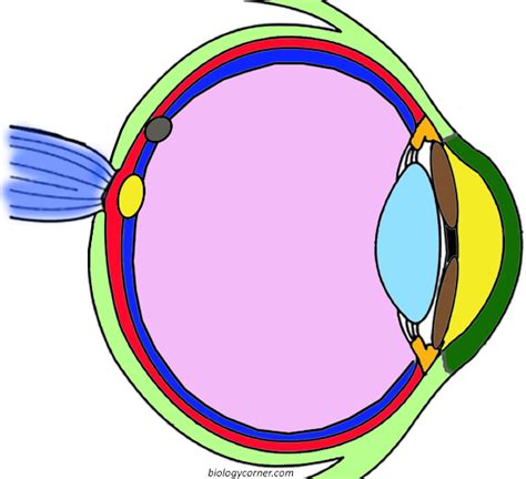 Anatomy of the Eye (Coloring)