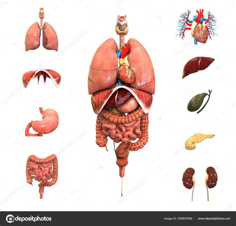 Human Body Complete Internal Organs Anatomy Stock Photo by ©magicmine 355607606