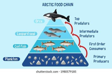 Diagram Showing Arctic Food Chain Education Stock Vector (Royalty Free) 1980579185 | Shutterstock