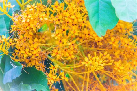 Yellow Saraca Flowers (Saraca Thaipingensis Cantley Ex Prain) on Tree in the Forest. it S Also ...