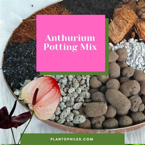 The Best Anthurium Potting Mix To Use