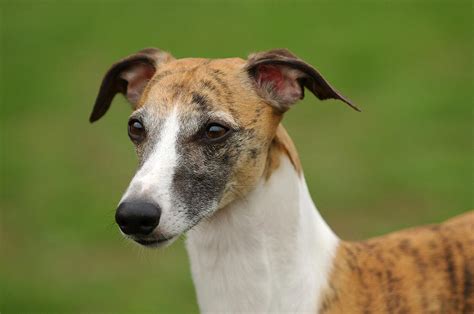 Whippet Greyhound Photograph by Waldek Dabrowski