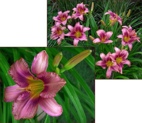 Hemerocallis « Not Another Gardening Blog