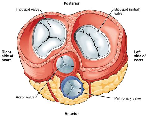 The Heart Valves - Tricuspid - Aortic - Mitral - Pulmonary - TeachMeAnatomy