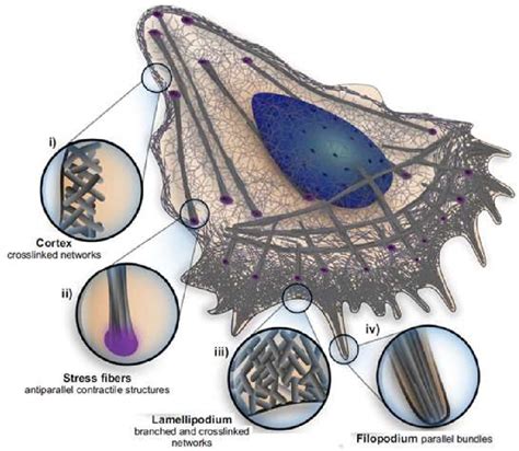 6: Different arrangements of actin filaments. Image taken from [9]. | Download Scientific Diagram