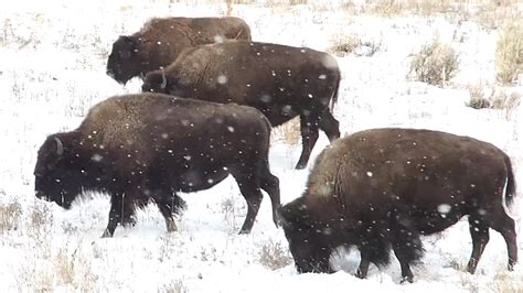 'A lot' of Yellowstone bison to be removed this winter