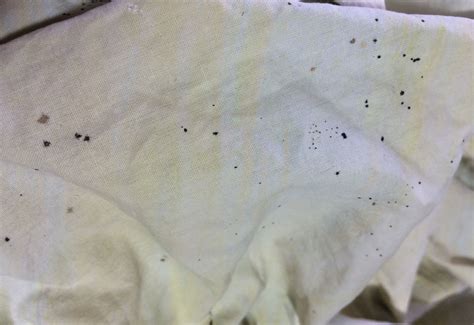 Bed Bug Feces Images | BangDodo